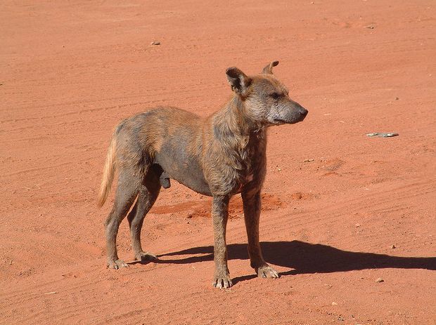  p>普通家犬,也称"家狗",是最常见的犬科 a target="_blank" href="