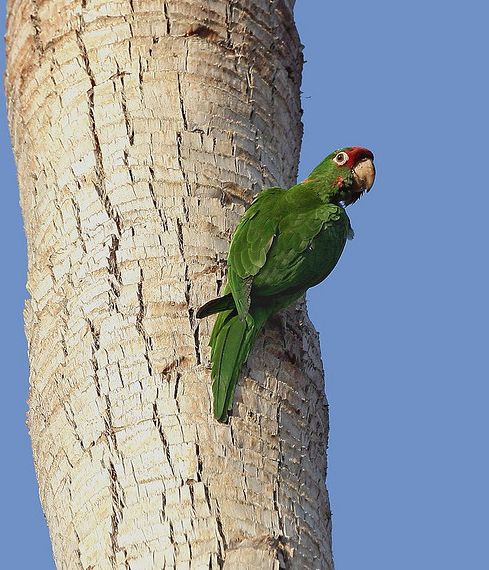 米特雷锥尾鹦鹉