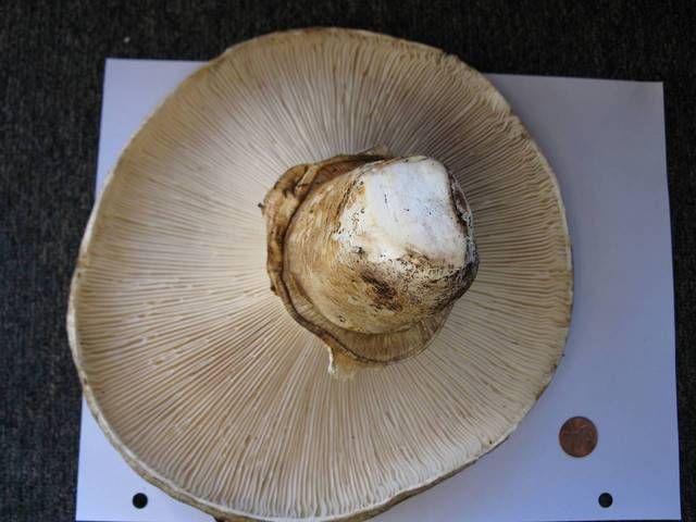  p>标签: a target="_blank" href="/item/壮丽环苞菇/10294451" data