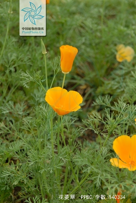  p>花菱草,(学名: i>eschscholtzia californica /i> cham.