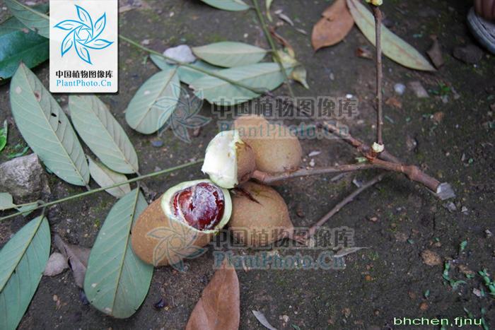  p>厚果崖豆藤(学名: i>millettia&nbsp;pachycarpa /i>&nbsp