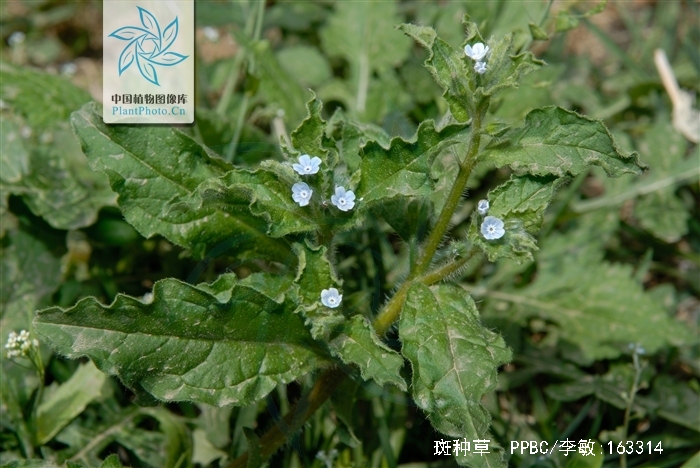  p>斑种草,越年生或一年生草本.