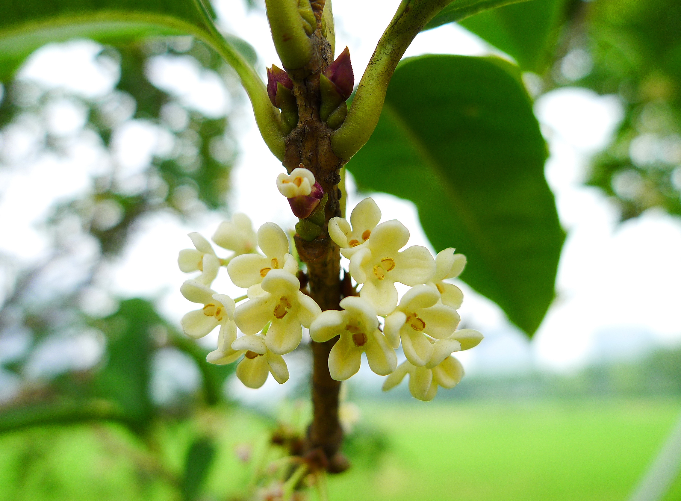 6,画桂花树简单又漂亮的方法第一步,首先画出地面的轮廓 第二步,之后