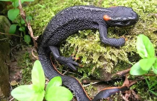  p>大凉疣螈雄性全长18.6~22㎝,雌性19.4~23㎝.