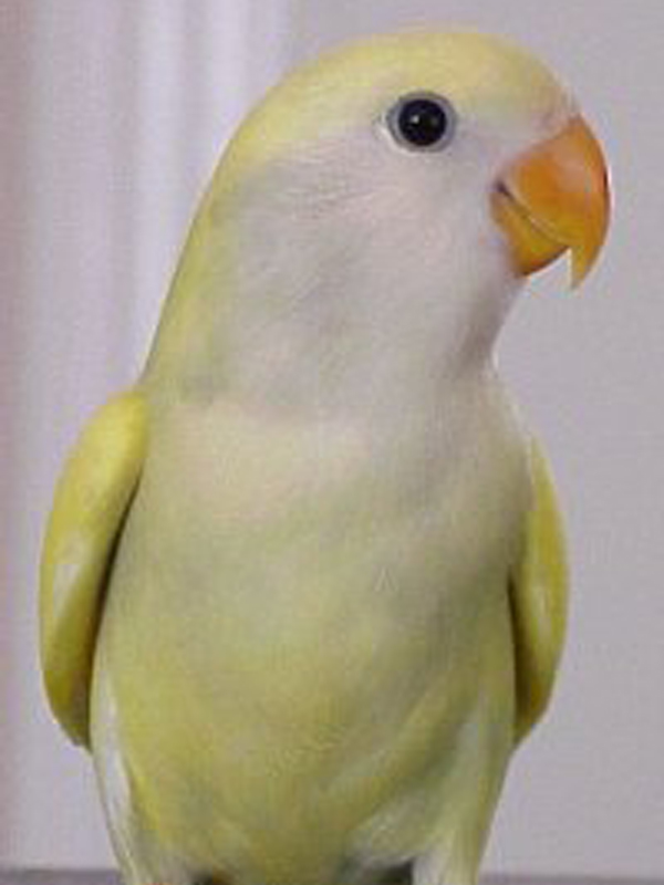  p>桃脸牡丹鹦鹉(学名: i>agapornis roseicollis /i>):体长一般在15