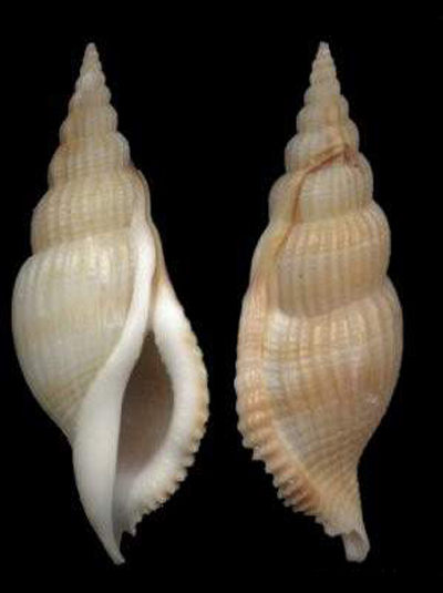 长鼻螺