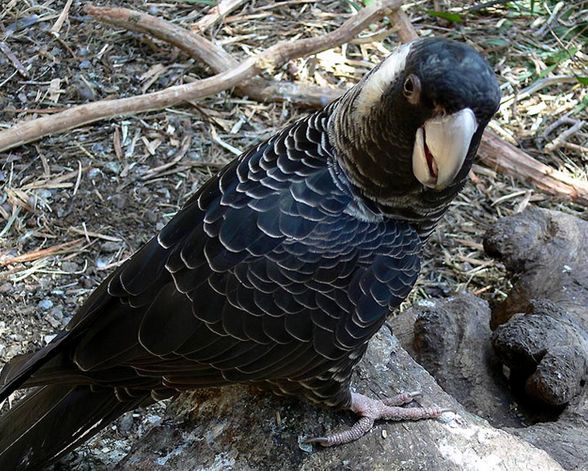  p>短嘴黑凤头鹦鹉(学名:calyptorhynchus latirostris)是典型的 a