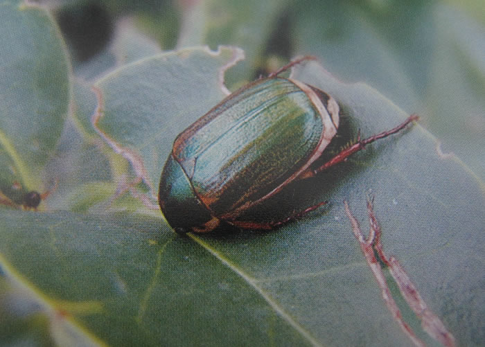 anomala corpulenta