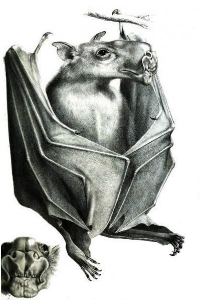  p>锤头果蝠(学名:hypsignathus monstrosus),是哺乳纲翼手目狐蝠科
