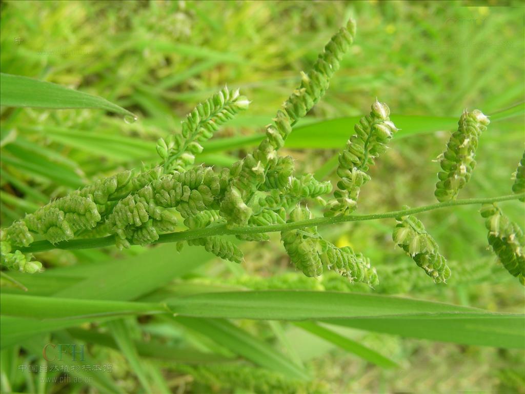 齿稃草属, a target="_blank" href="/item/禾本科/2458872" data