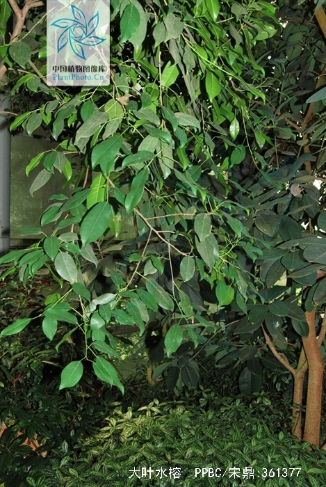  p>大叶水榕(学名: i>ficus glaberrima /i> bl. bijdr.