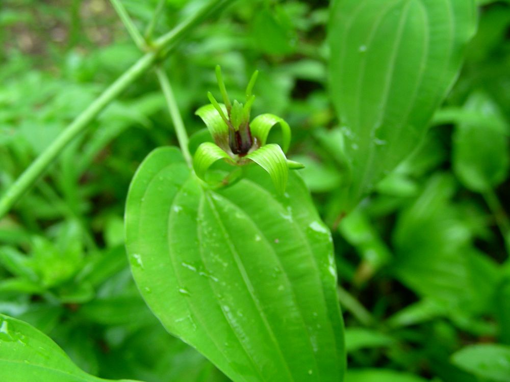  p>百部科, a href="#" data-lemmaid="7286744">单子叶植物 /a>,3属