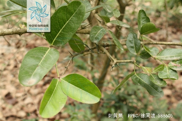 &nbsp;)是夹竹桃科假虎刺属植物,常绿灌木,干枝上有分叉的刺,刺长