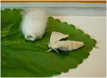  p data-id="gn6pfbd5zh">蚕丝是几千年来人类公认的最佳名贵纤维