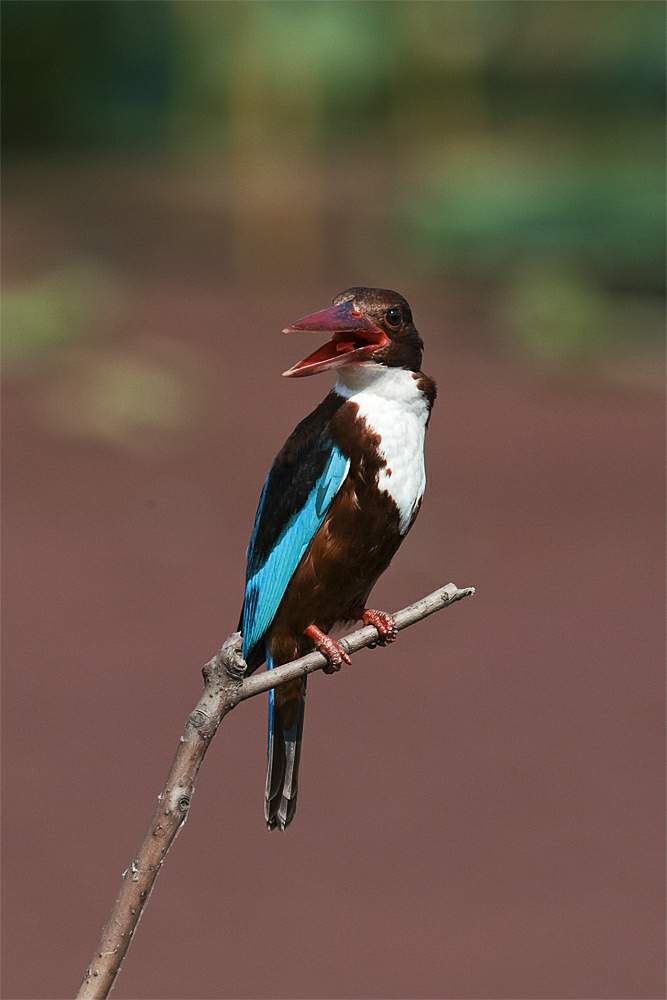 smyrnensis /i>),是 a href="#" data-lemmaid="2501706">翠鸟科 /a>