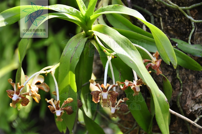  p>白柱万代兰(拉丁学名: i>vanda brunnea /i> rchb. f.