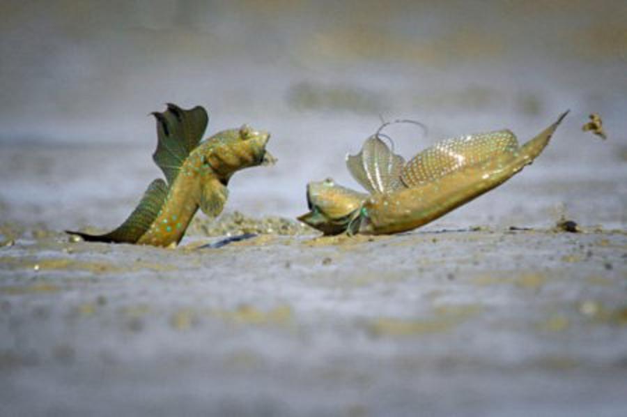  p>弹涂鱼(学名: i>periophthalmus cantonensis /i>)是虾虎鱼科 sup