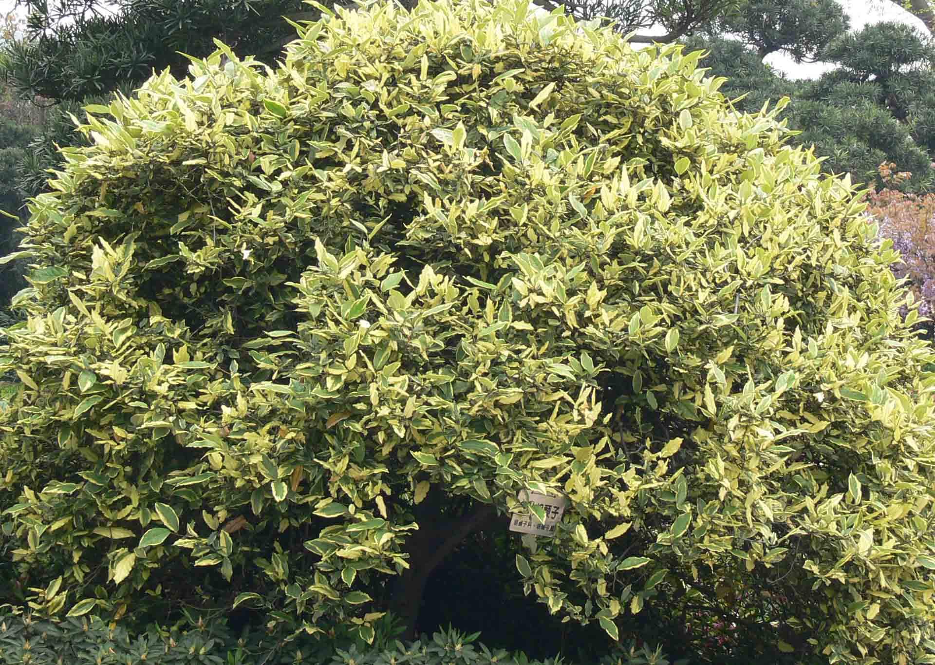  p>巴东胡颓子,别名: a target="_blank" href="/item/铜色叶胡颓子