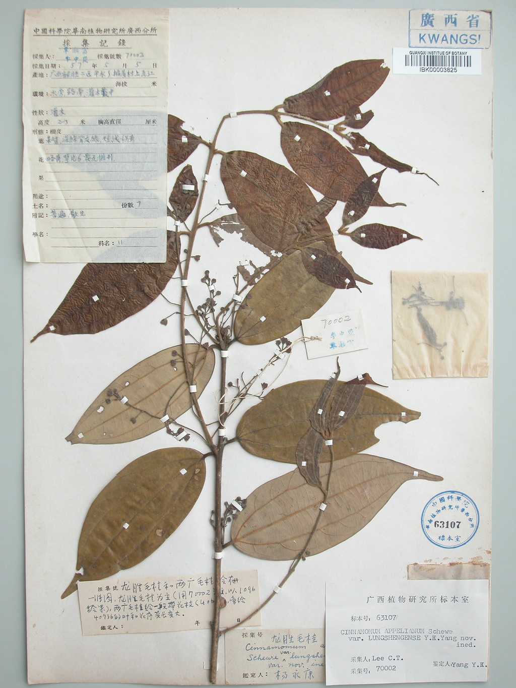  p>中国数字植物标本馆(英语:chinese virtual herbarium,简称 a href