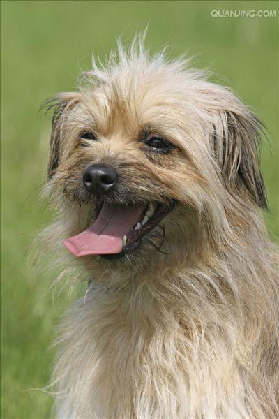  p>比利牛斯牧羊犬原产于法国及 a href="#" data-lemmaid="744030">