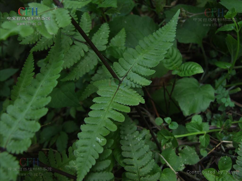 pseudophegopteris ching