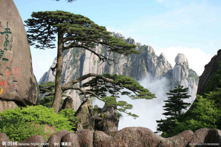 黄山松（松科松属植物）_百度百科