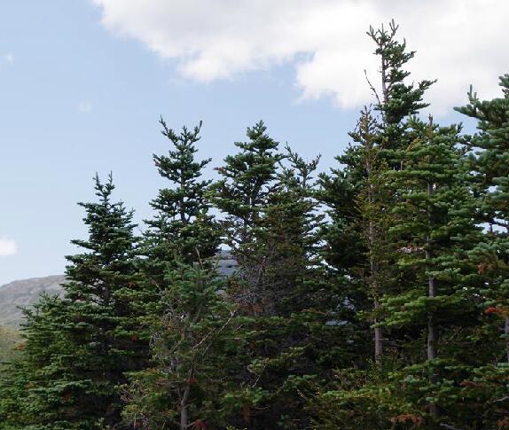  p>香脂冷杉(学名: i>abies balsamea /i> (l.) mill.