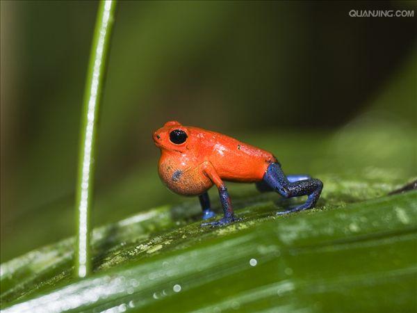  p>草莓箭毒蛙( i>oophaga pumilio /i>),又名草莓毒刺蛙,箭毒蛙科