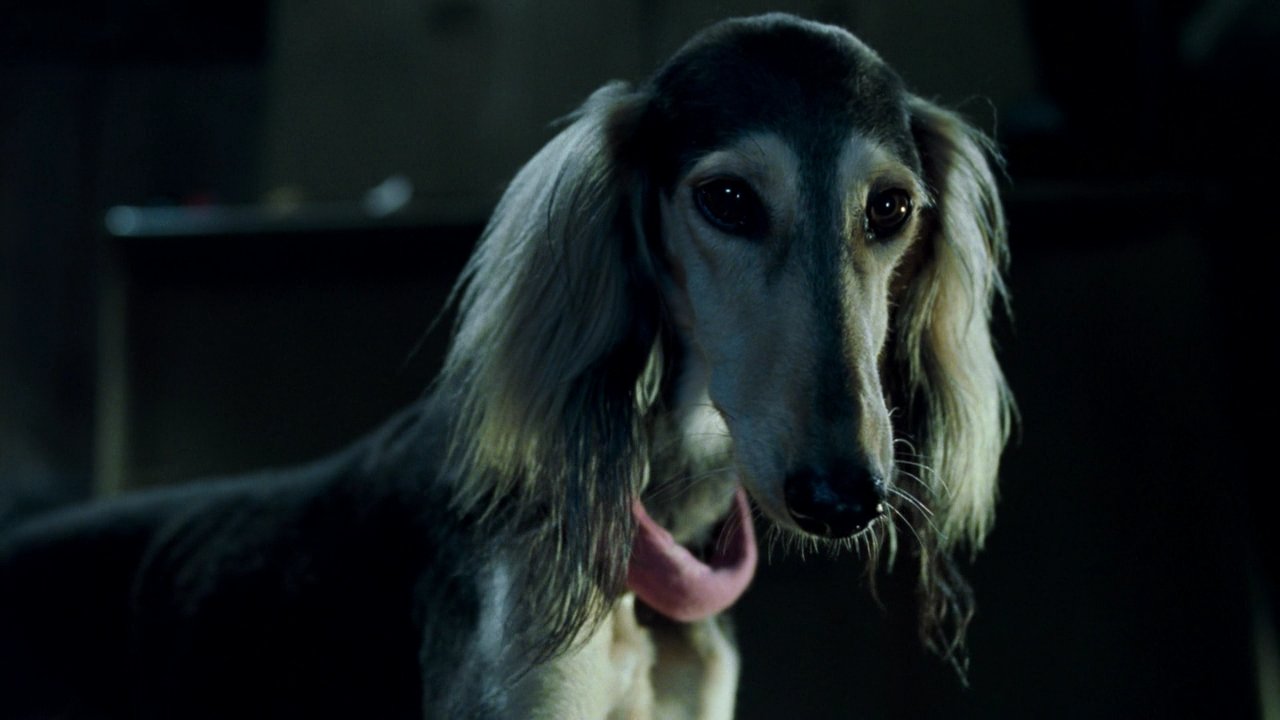 猫狗大战catsanddogs(2001)