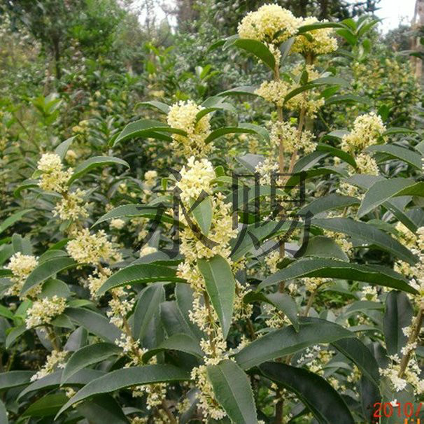  p>佛顶珠(学名: i>osmanthus fragrans /i> 'xiaoye foding