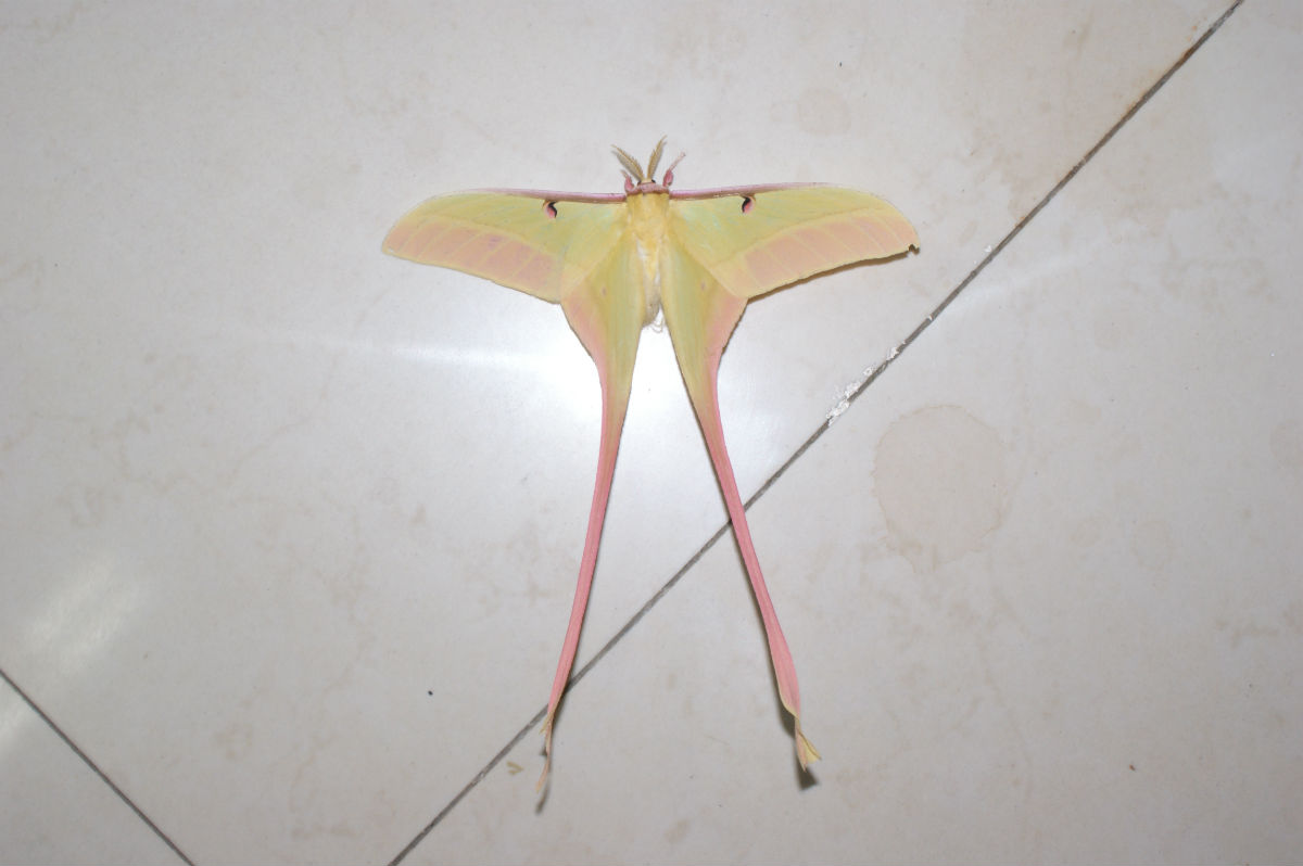  p>鳞翅目燕蛾科中的一种漂亮的 a target="_blank" href="/item/蛾