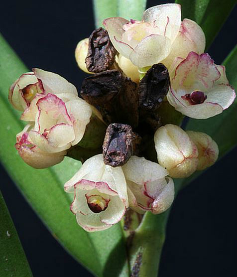 agrostophyllum callosum rchb. f.