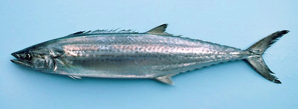  p>蓝点马鲛(学名: i>scomberomorus niphonius /i>)是鲭科,鲅鱼下的