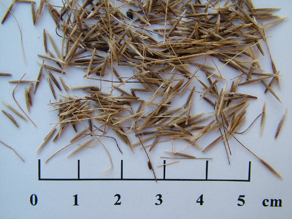  p>克氏针茅,牧草,英文名:krylov needlegrass ,分布于我国 a href="