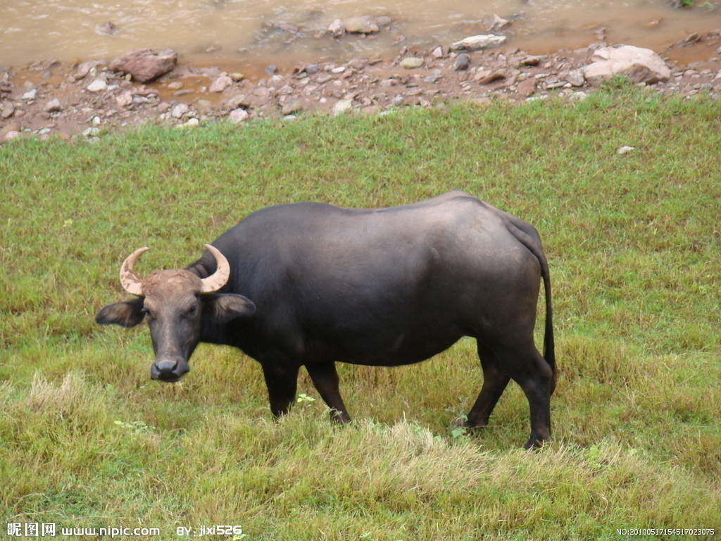中国水牛