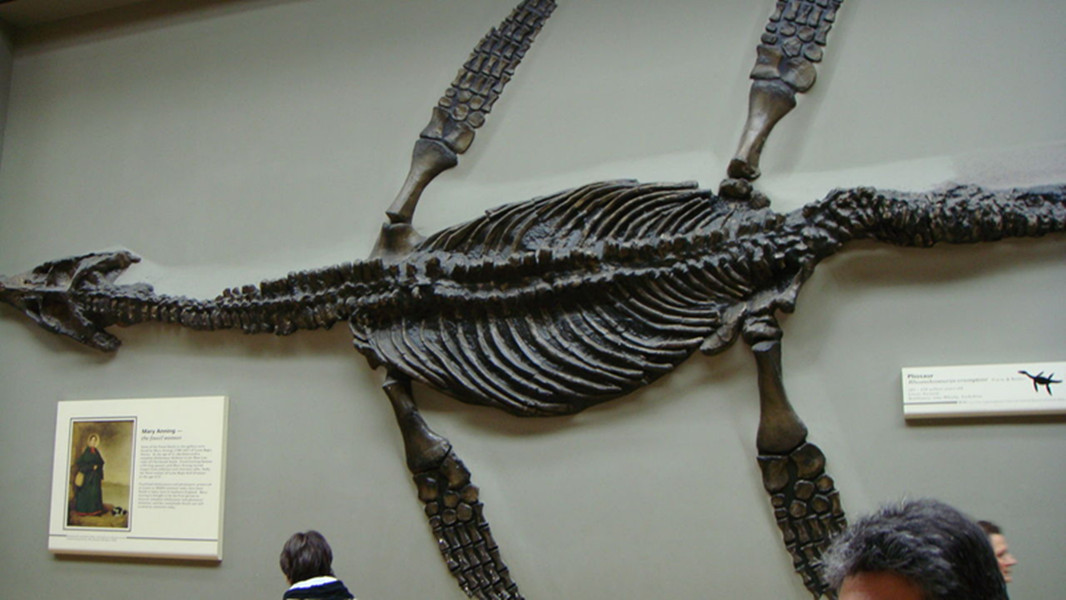  p>菱龙(属名:rhomaleosaurus)又叫彪龙也翻译为