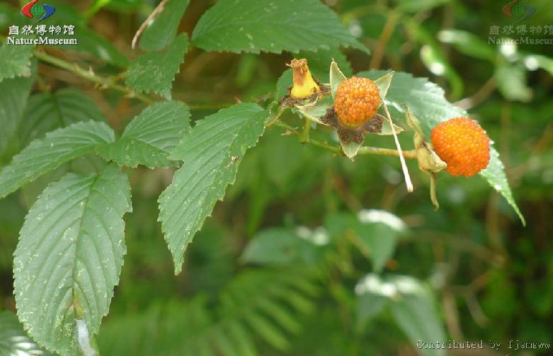  p>小柱悬钩子(学名: b>rubus /b>  b>columellaris /b> tutcher)是