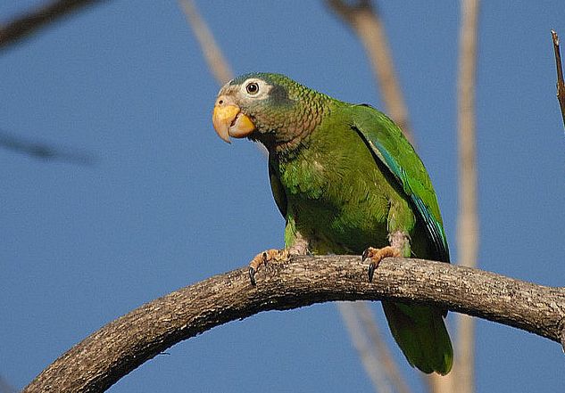 黄嘴亚马逊鹦鹉