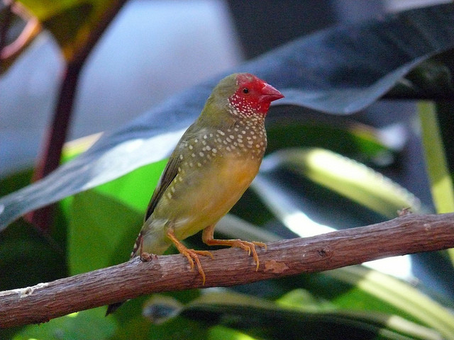  p>星雀学名为 i>neochmia ruficauda /i>,又名星文鸟,是梅花雀科的