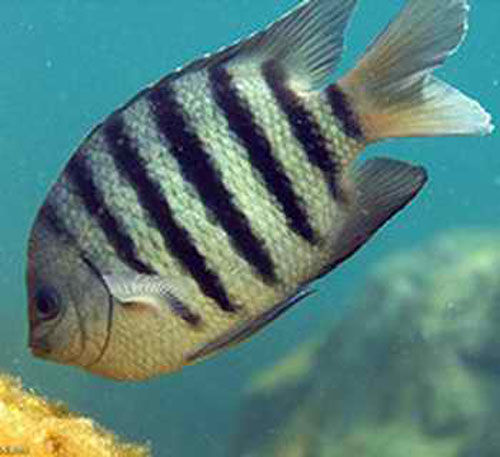  p>黑副雀鲷,学名: i> /i> i>neoglyphidodon melas /i> (cuvier