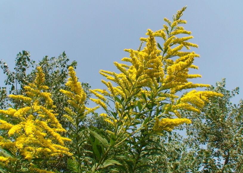 焰火多皱一枝黄花