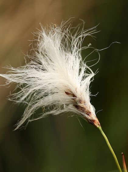  p>羊胡子草属(学名:eriophorum):为 a href="#">莎草科 /a>的一个属