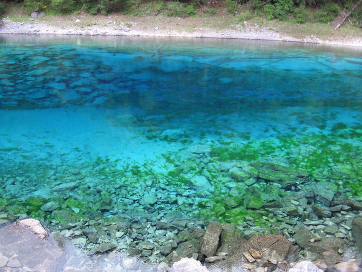 湖南水绵