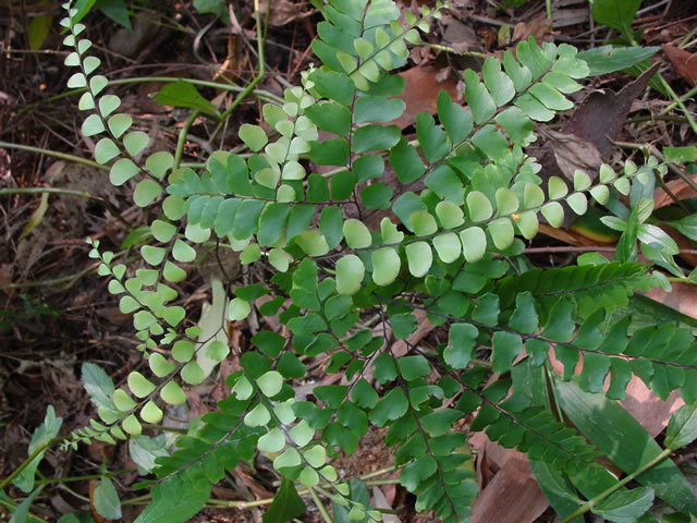  p>铁线蕨(学名: i>adiantum capillus-veneris /i> l.)是铁线蕨科.