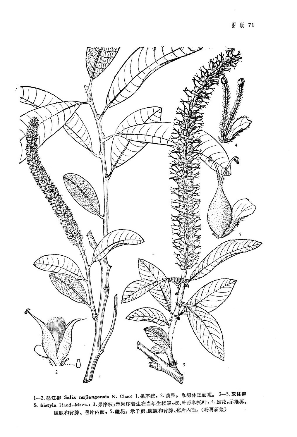 salix bistyla hand.-mazz