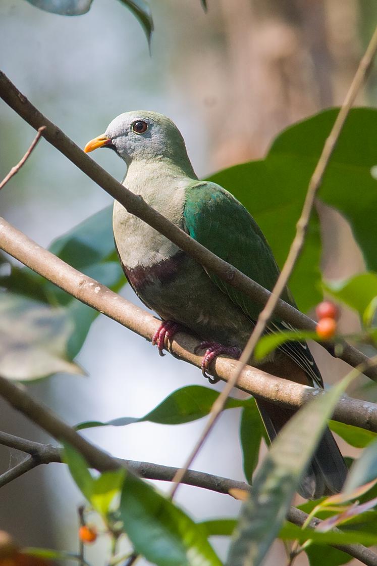  p>黑颏果鸠(学名: i>ramphiculus leclancheri /i>):体长28-29厘米.