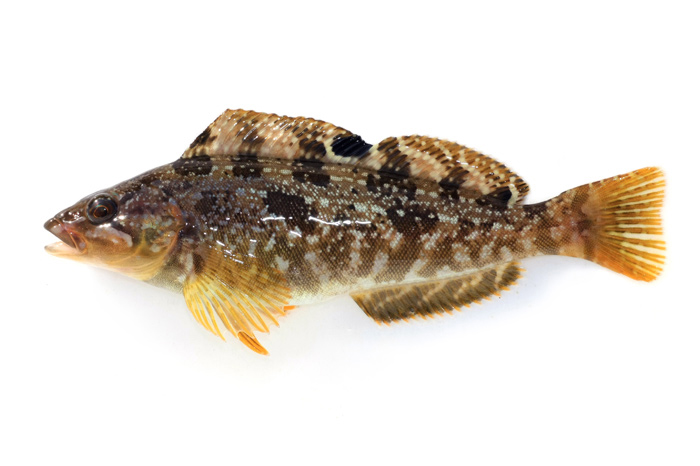  p>大泷六线鱼(学名: i>hexagrammos otakii /i>)是六线鱼科,六线鱼属