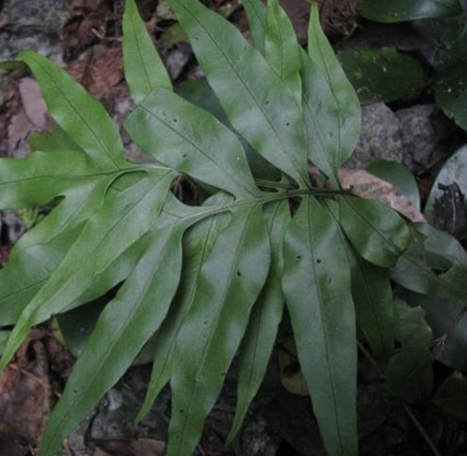 don) pic. serm)是石水龙骨科,瘤蕨属石上附生植物.