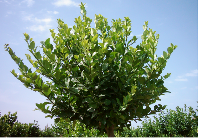 北海道黄杨 来自日本的 全能型选手 百科ta说