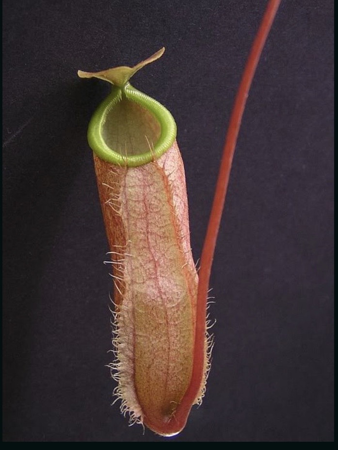  p>贝里猪笼草是一种原产于菲律宾棉兰老岛(mindanao)的热带植物.
